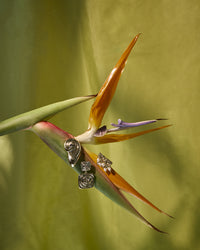 The Luv Aj Seychelles Statement Earrings on a flower with other L'Escape earrings View 3